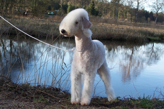 Airis Blue Volshebny Svet 09.02 (35).JPG